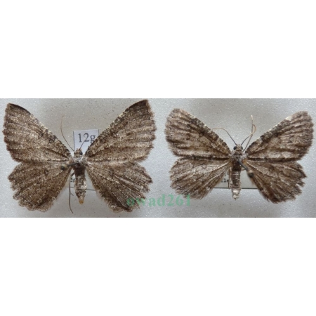 Charissa obscurata (Denis & Schiffermüller, 1775) pair Pomrok ciemniak Czech12g